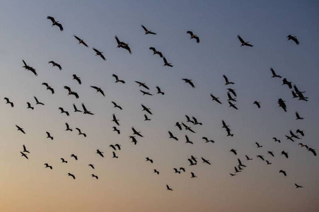 Artık bu zahmete girmiyorlar bile! Doğanın dengesinin bozulduğunun en büyük ispatı gibi... 9